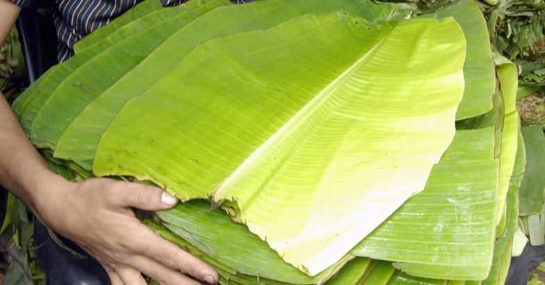 Plantain Leaves Plantain Leaves