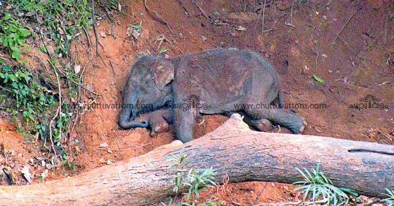 Elephant herd abandons weak calf, forest officers rescue it