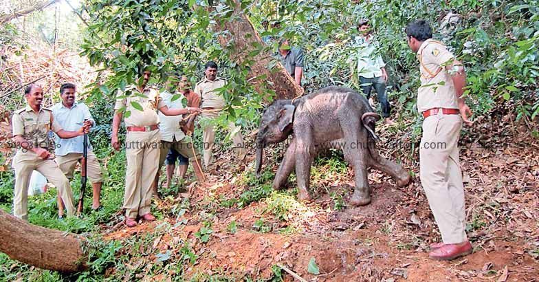 Elephant herd abandons weak calf, forest officers rescue it