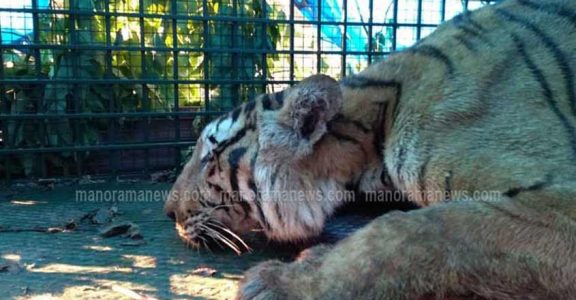 Foresters trap tiger that attacked them | Kerala News | English Manorama