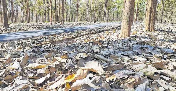 Animal Incursions Wildfire Threat Rife As Summer Rages In Wayanad Kerala News Manorama English Malayalam news, malayalam online portal, kerala news, nri news, malayalee association, kerala politics, pinarayi vijayan, oommen chandi, a k antony, saritha nair, mammootty, mohanlal, news trivandrum, news kochin, latest news, news updates