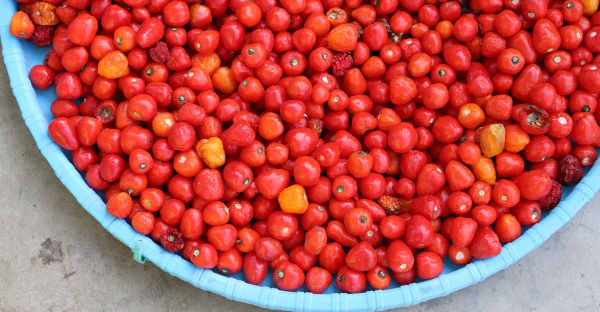12 Varieties Of Indian Chillies You Must Know About Manorama English 12 Varieties Of Indian Chillies You Must Know About Manorama English