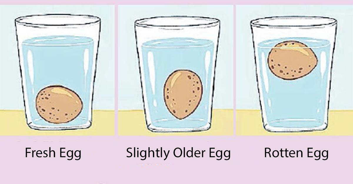 Floating freshness by test eggs for Egg Float
