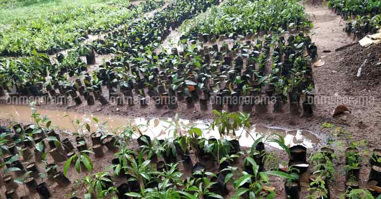 Nattumara Nursery: a growth patch for green ideas, 35k saplings