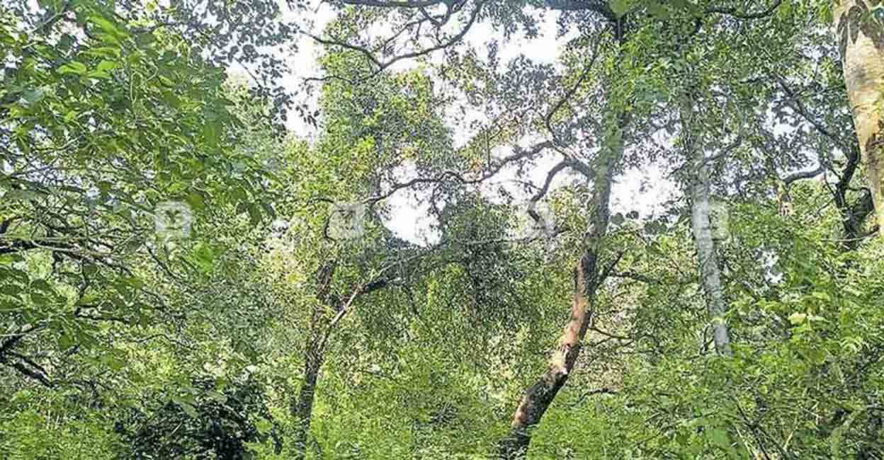 Marayur S Priceless Sandalwood Bounty Is Karnataka S Envy Australia S Pride Kerala News Onmanorama