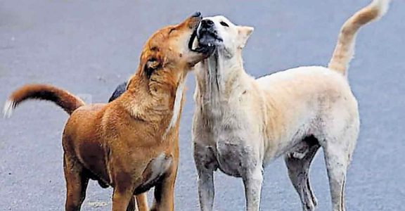 No end to stray dog menace in Kerala? 26 people bitten across state on Onam  eve