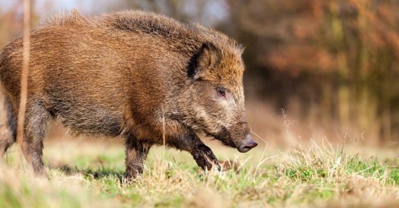 Wild boars: Vermin to many, but Centre points to their role in ecological  balance