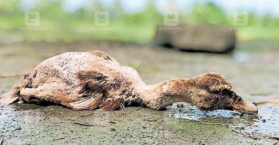 Bird flu in parts of Kerala: culling on; farmers urged to exercise caution  | Thiruvananthapuram | Onmanorama