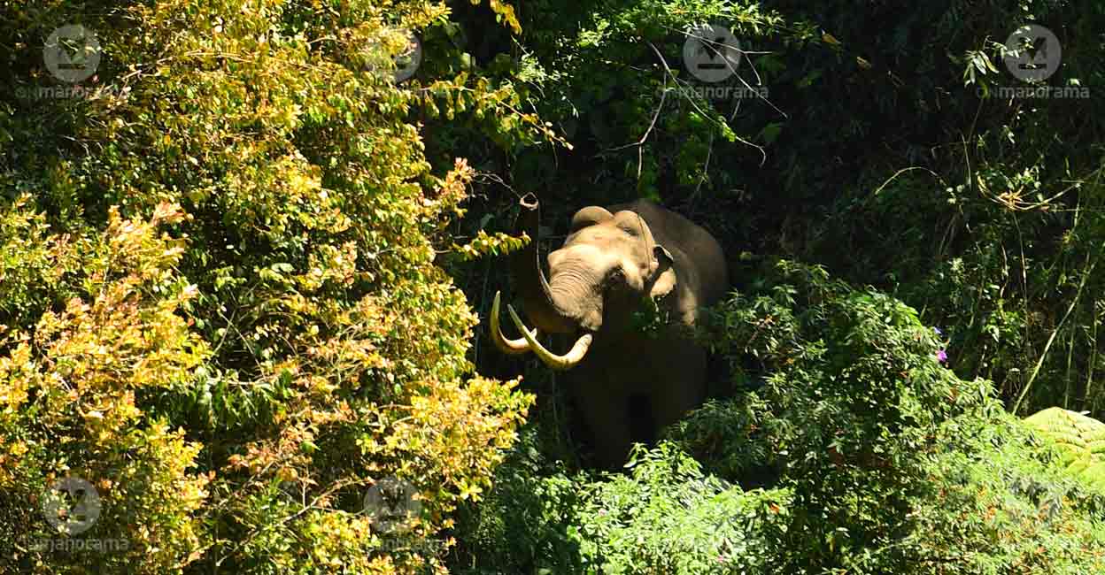 Elephant Attacks in Kerala