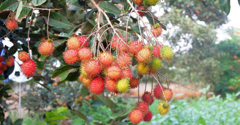 Les arbres fruitiers poussent au Kerala