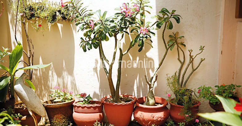 Garden Garden