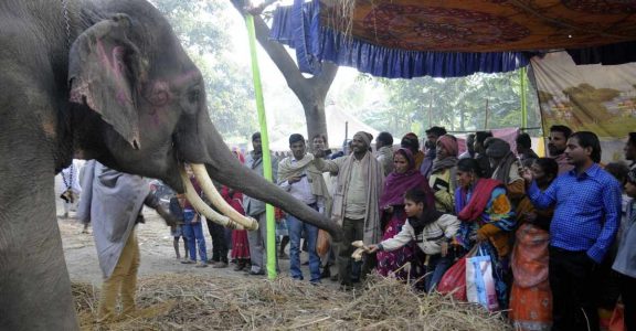 Bateshwar animal fair, the oldest in India, won't be held this year |  Lifestyle News | English Manorama