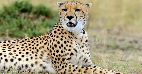 Come November, cheetah to be re-introduced in India from Africa | Lifestyle  News | English Manorama