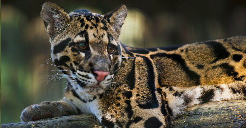 Clouded leopard