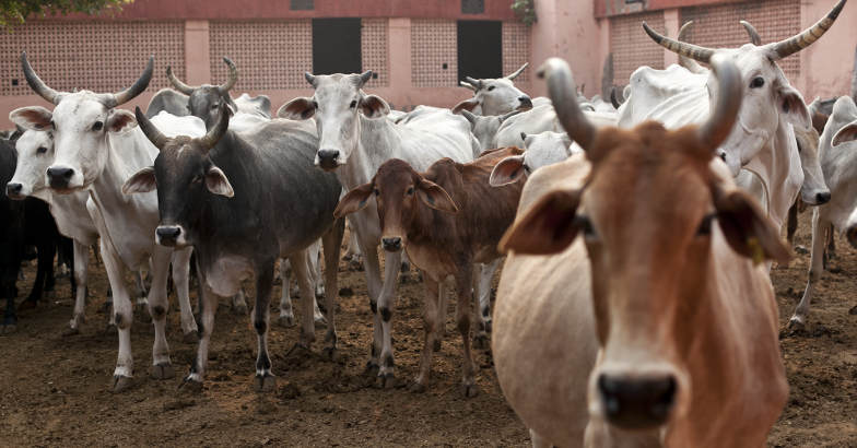 cow-shelter