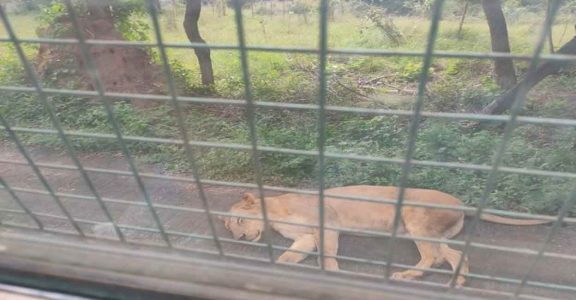 After lioness, 12-year-old lion dies of COVID-19 at Tamil Nadu zoo | India  News | Onmanorama