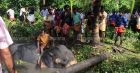 thuravoor-elephant-3