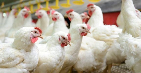 Culling operation in Derabassi: To contain Avian Influenza (Bird Flu in Mohali), around 11,200 birds were culled at Alfa Poultry Farm in Derabassi.