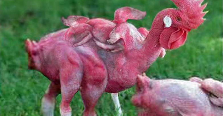 Fake KFC chicken