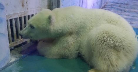 World's saddest polar bear' to get new home | Polar | bear | saddest |  China | home | World News | International News