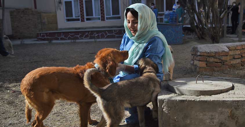 Sex and video in Kabul animals Women prostitutes