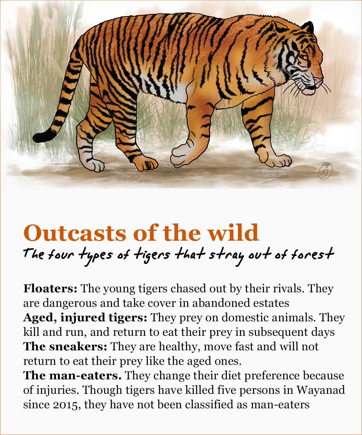 Two tigers wreak havoc in Wayanad, 10 domestic animals killed in 17 days |  Manorama English