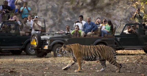 In pursuit of the Bengal tiger in Ranthambore National Park | Travel |  Manorama English