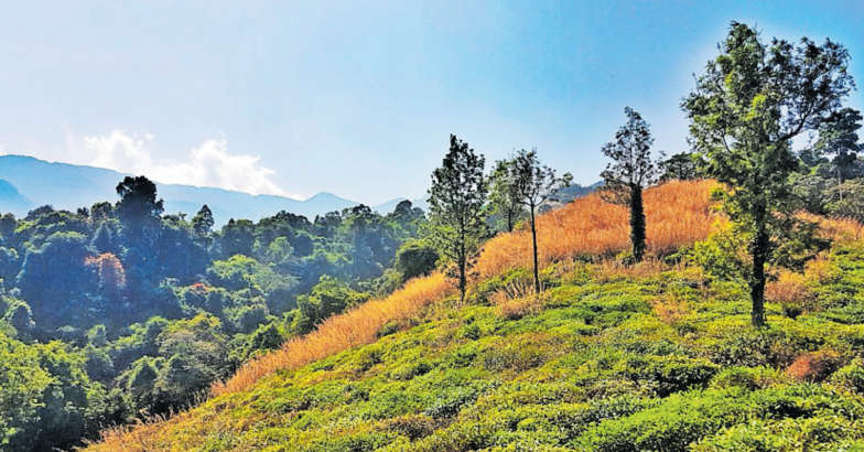 Pachakkad, Wayanad Pachakkad, Wayanad