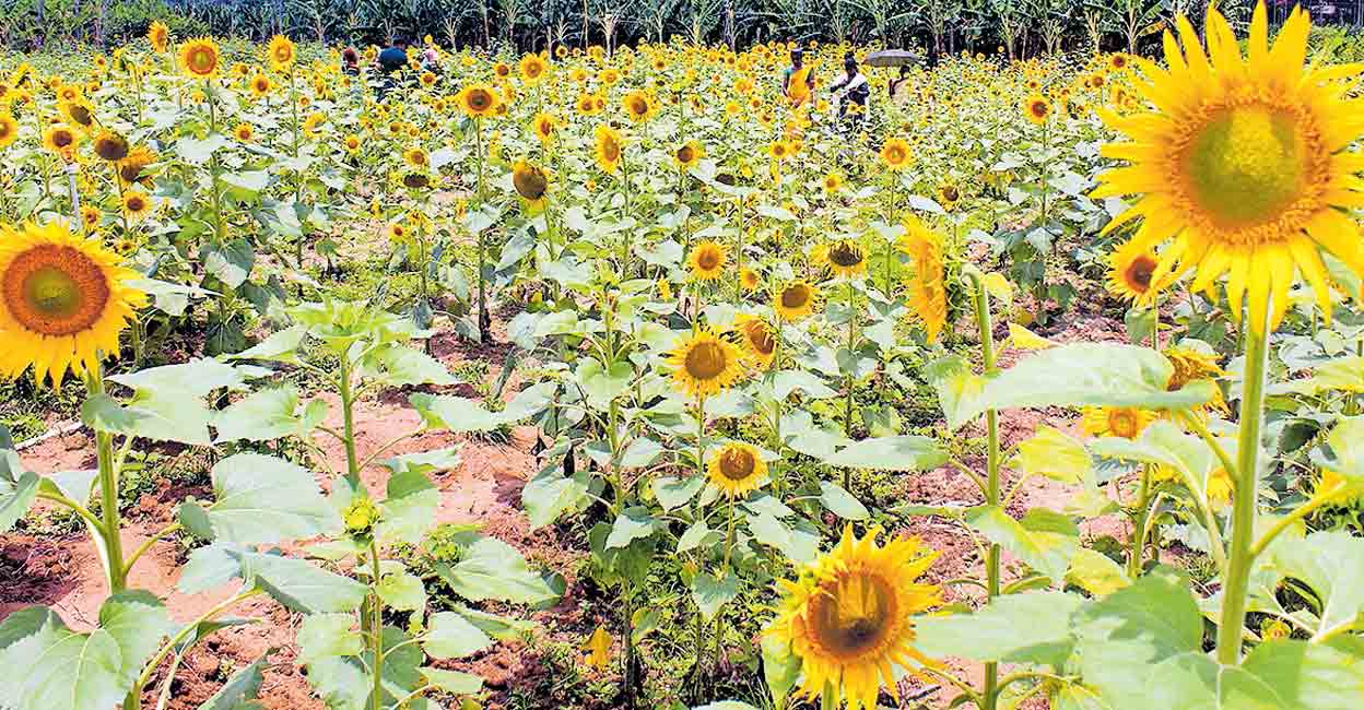 Farmers take to sunflower cultivation, make extra bucks from flocking tourists