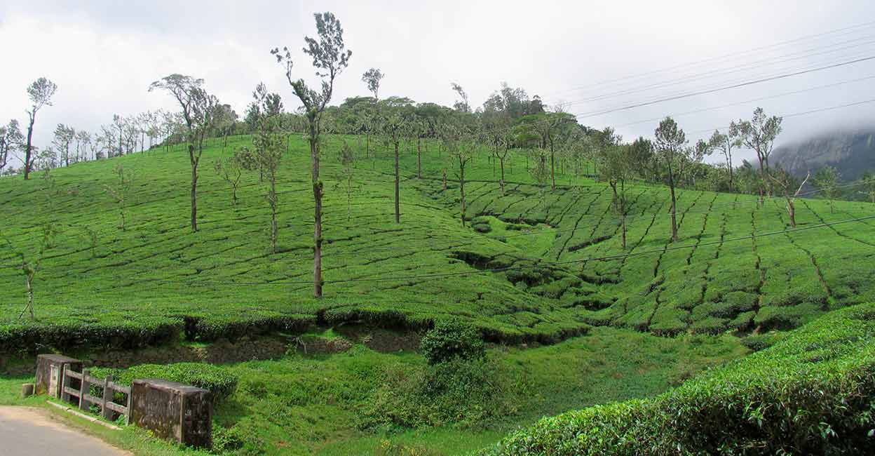 Palakkad’s Nelliyampathy: An evergreen beauty with a special monsoon charm
