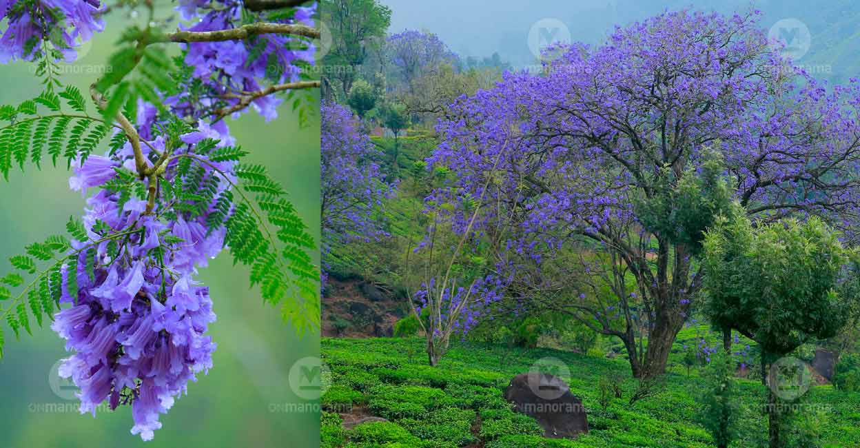 Jacaranda trees in full bloom attract visitors to Munnar