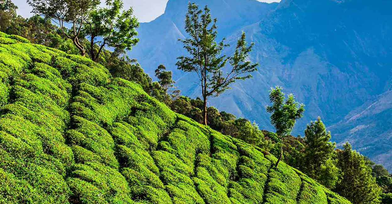 Munnar sees biggest crowd since 2006: How to enjoy the spot avoiding traffic congestion?