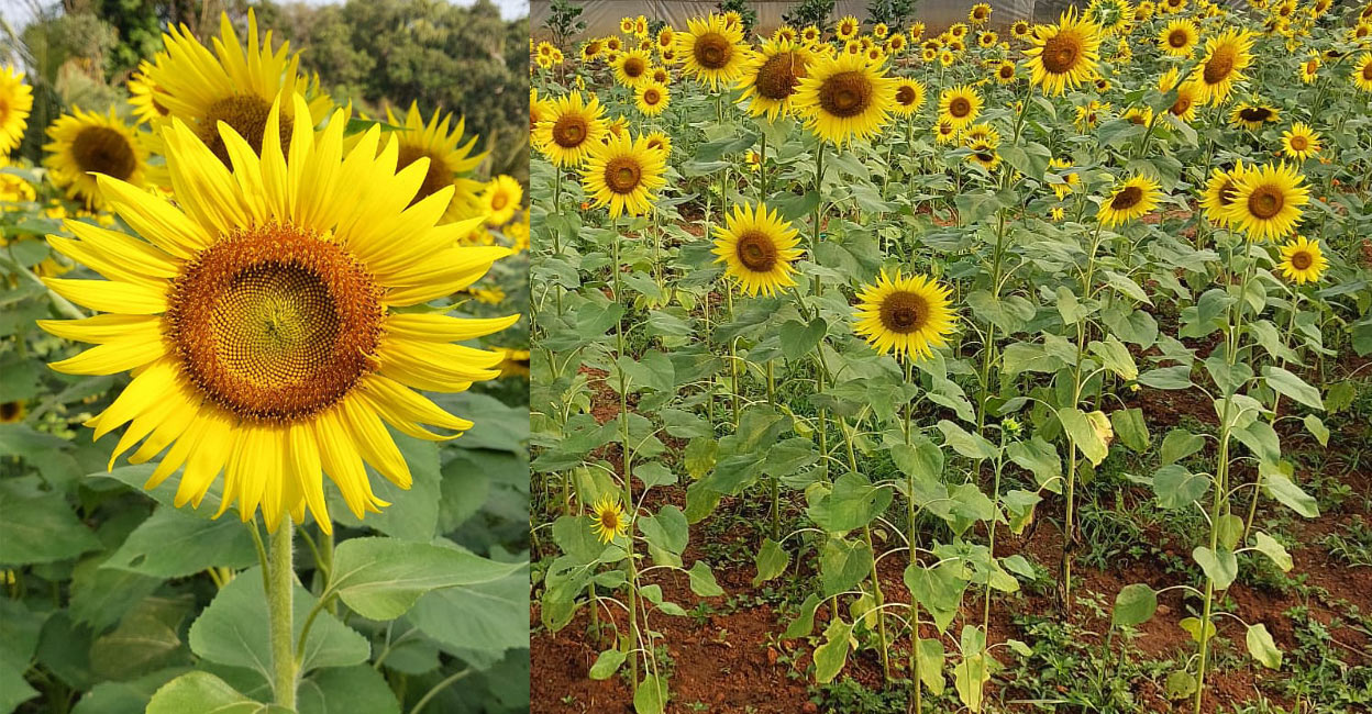 Sunflower bloom makes this farm in Kozhikode a popular spot for visitors