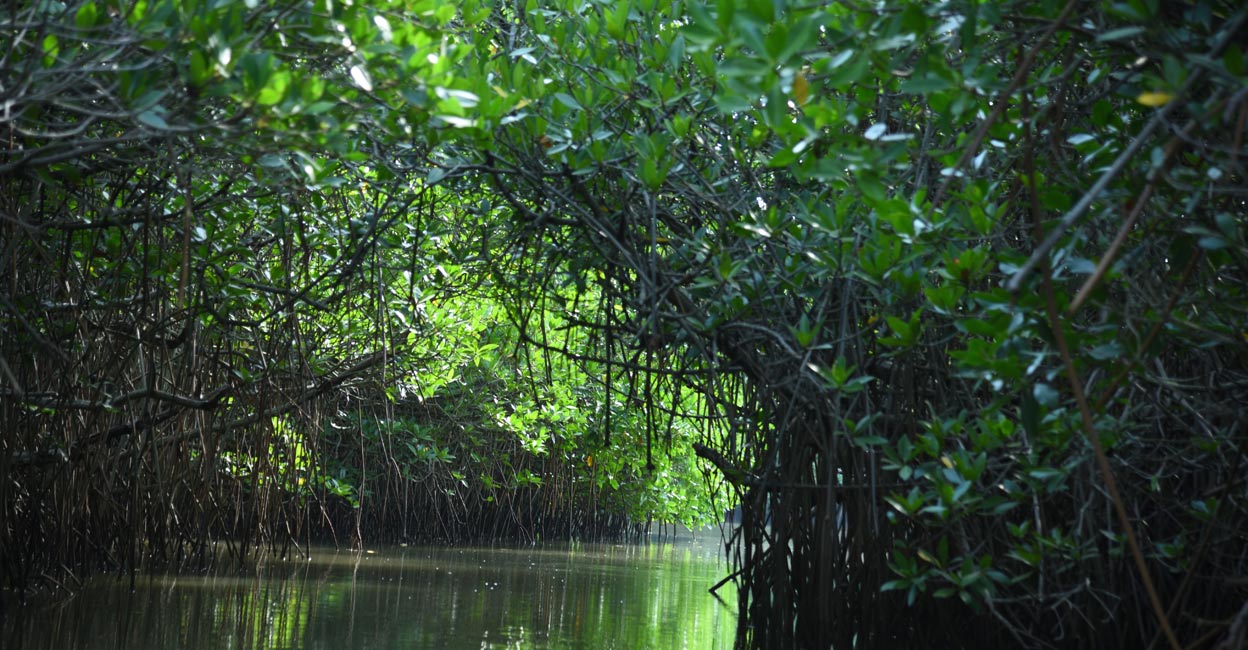 Wander through the world’s second largest mangrove forest in TN to be with nature 