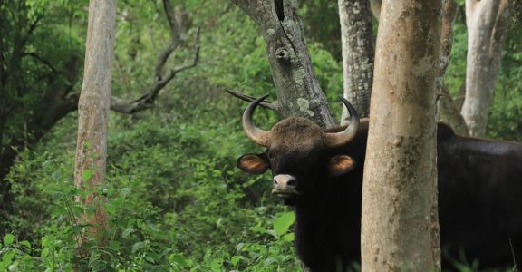 Stay amidst wild animals in Masinagudi to feel the pulse of nature