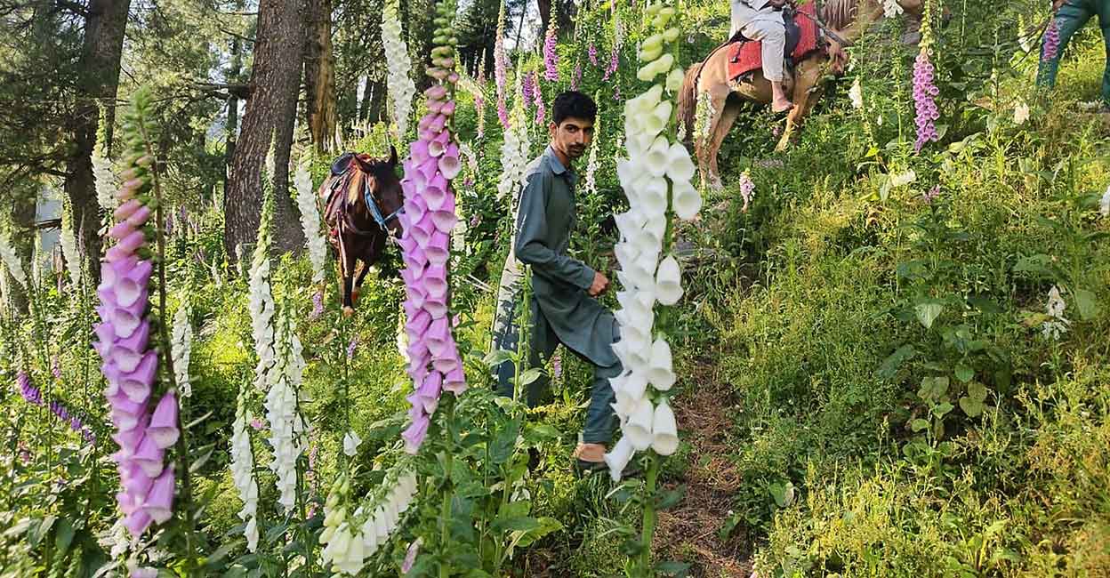 Purple and white foxglove flower's fragrance spreads in Kashmir's Doda 