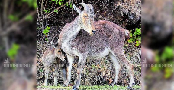 Eravikulam National Park reopening postponed | Nilgiri Tahr | National Park  | Eravikulam National Park