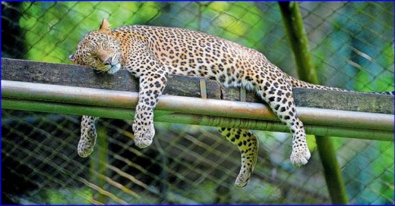 Thiruvananthapuram zoo opens after an eight-month break | Travel News |  Onmanorama Travel