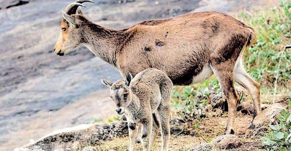 Eravikulam National Park closed as breeding season of Nilgiri tahr begins |  Travel News | English Manorama