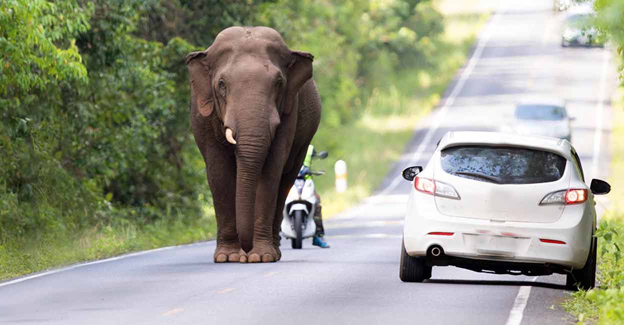 Padayappa, Kattakomban, Hose Komban... What should Munnar tourists do if they encounter elephants?